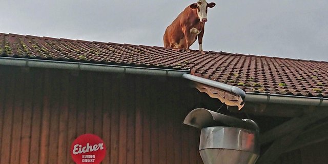 Die Kuh genoss ihren Auftritt sichtlich. (Bilder Christine Pröbstl)