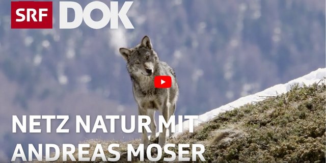Sorgt für Ärger: Die SRF-Dok-Sendung zum Thema Wolf. (Screenshot) 