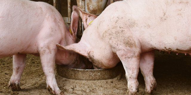 Nach harten Jahren hat sich der Schweinemarkt seit 2019 wieder entspannt.(Bild BauZ)