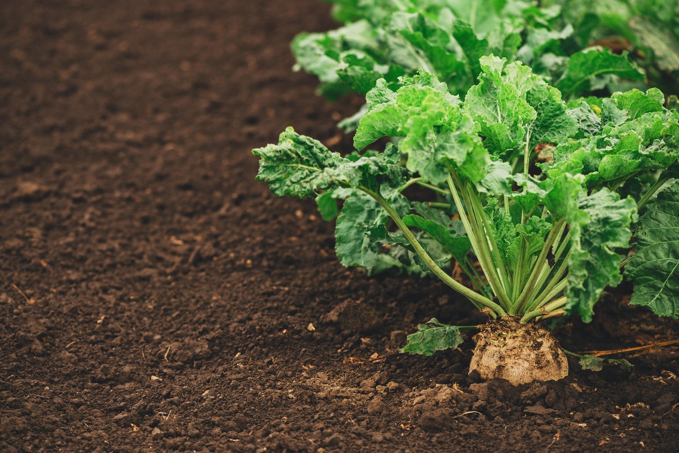 Die Zuckerrübenbauern hatten in den vergangenen Jahren mit sehr vielen Herausforderungen zu kämpfen. Die Branche arbeitet daran, den Anbau wieder attraktiver zu gestalten. (Bild Igor Stevanovic)