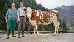 Walter Wicki und Hofnachfolger und Jungzüchter Stefan Wicki mit Rind Senta. Mit der Swat-Tochter geht es dieses Wochenende nach Thun an die 10. SF-Schau. 