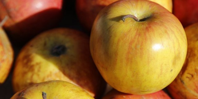Ursprünglich wurde die Sorte Stadler Hagapfel genannt, doch Fructus fand durch einen molekularen Fingerabdruck heraus, dass es sich um zwei verschiedene Sorten handelt. Der Wehntaler Hagapfel ist robuster als die andere, äusserlich ähnliche Variante. (Bild lid=