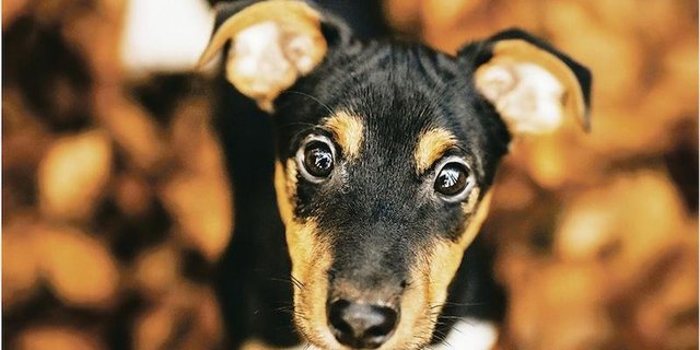 Junge Hunde sind neugierig und erkunden gerne ihre Umgebung. Das bringt mit sich, dass sie Wanderern nachlaufen. Ihr Ausbüxen wird teilweise gebüsst. (Bild Helene Marti)