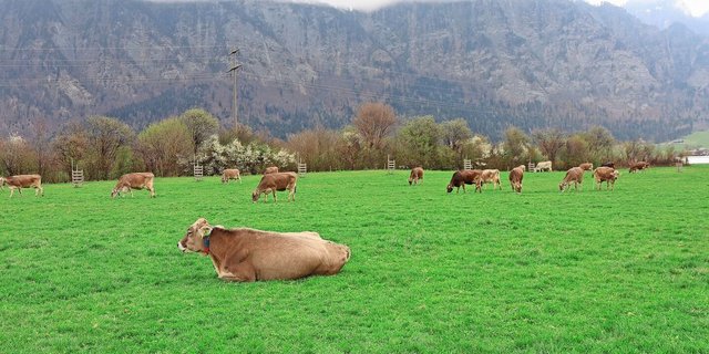 Die Kühe gehen zielstrebig auf die Weide. Erst wenn sie genügend gefressen haben, legen sie sich nieder, um wiederzukäuen