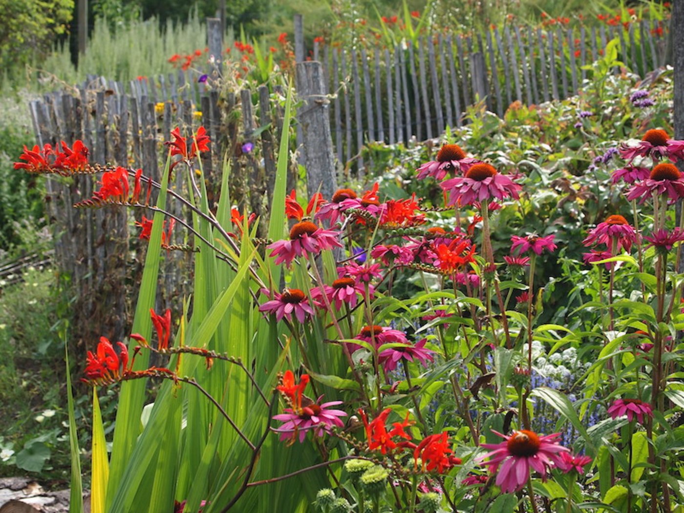 Feuerrote Crocosmien in Kombination mit Echinaceen (Sonnenhut) im hochsommerlichen Staudenbeet. (Bild Ruth Bossardt)