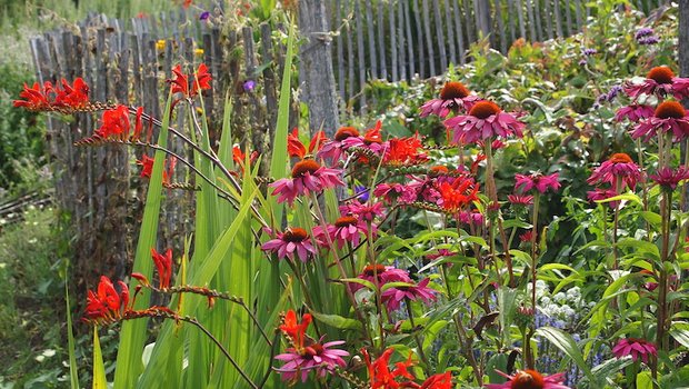Feuerrote Crocosmien in Kombination mit Echinaceen (Sonnenhut) im hochsommerlichen Staudenbeet. (Bild Ruth Bossardt)