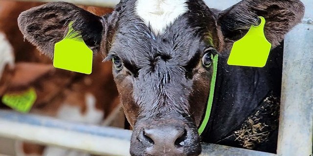 Im Jahr 2023 mussten die Mastbetriebe 360 000 antibiotische Behandlungen bei Kälbern vornehmen. Hauptursache sind Atemwegserkrankungen, gegen die ab dem 1. Juli geimpft werden muss.