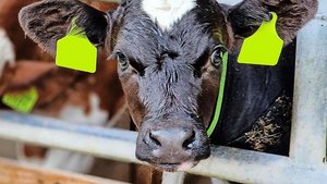 Im Jahr 2023 mussten Im Jahr 2023 mussten die Mastbetriebe 360 000 antibiotische Behandlungen bei Kälbern vornehmen. Hauptursache sind Atemwegserkrankungen, gegen die ab dem 1. Juli geimpft werden muss.