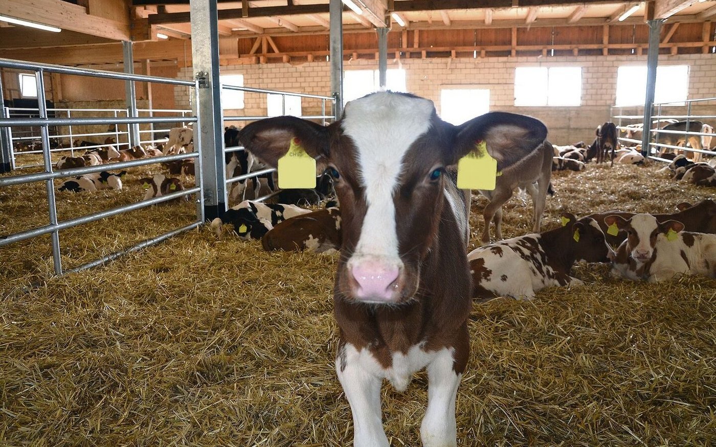 Die Zahl der gemästeten Kälber wie auch der Kälbermäster ist auch in der Innerschweiz rückläufig. 