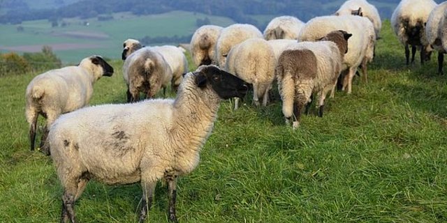Durch Zucht sollen die Schafe bald weniger Methangasemissionen verursachen. (Symbolbild agrar-press)