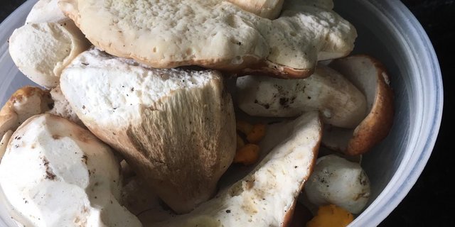 An den erlaubten Pilzsuchertagen sind 2 Kilogramm pro Person erlaubt. (Bild zVg)