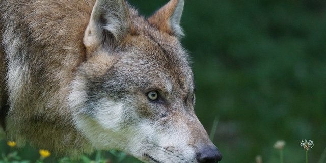 In den bisherigen Vorstössen ist keine Regulierung des Wolfes angedacht, sondern Anpassungen der Rahmenbedingungen. (Bild Pixabay)