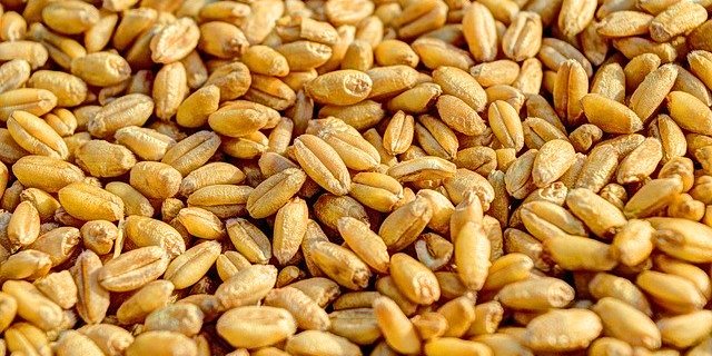 Die Preise für Futtergetreide bleiben gleich. (Symbolbild Pixabay)