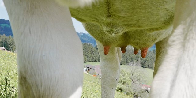 Die Fütterung  hat einen bedeutenden Einfluss auf die Eutergesundheit.(Symbolbild BauZ)