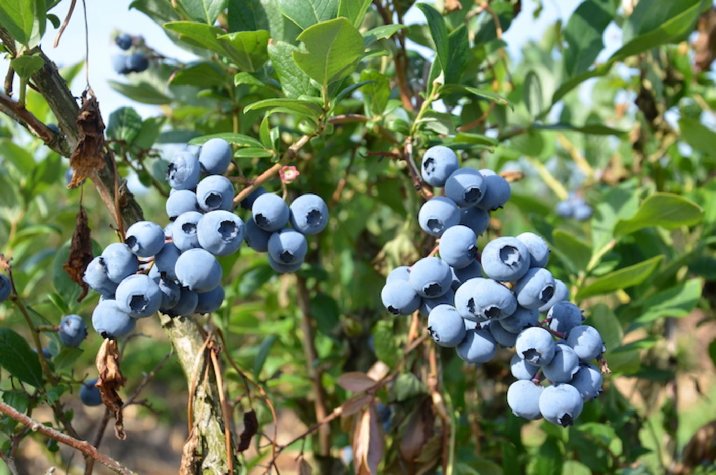Heidelbeeren sind ein einheimisches Beispiel für Superfood. (Bilder Marianne Stamm)