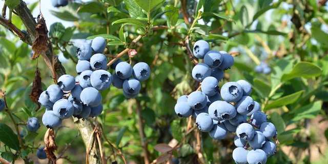 Heidelbeeren sind ein einheimisches Beispiel für Superfood. (Bilder Marianne Stamm)