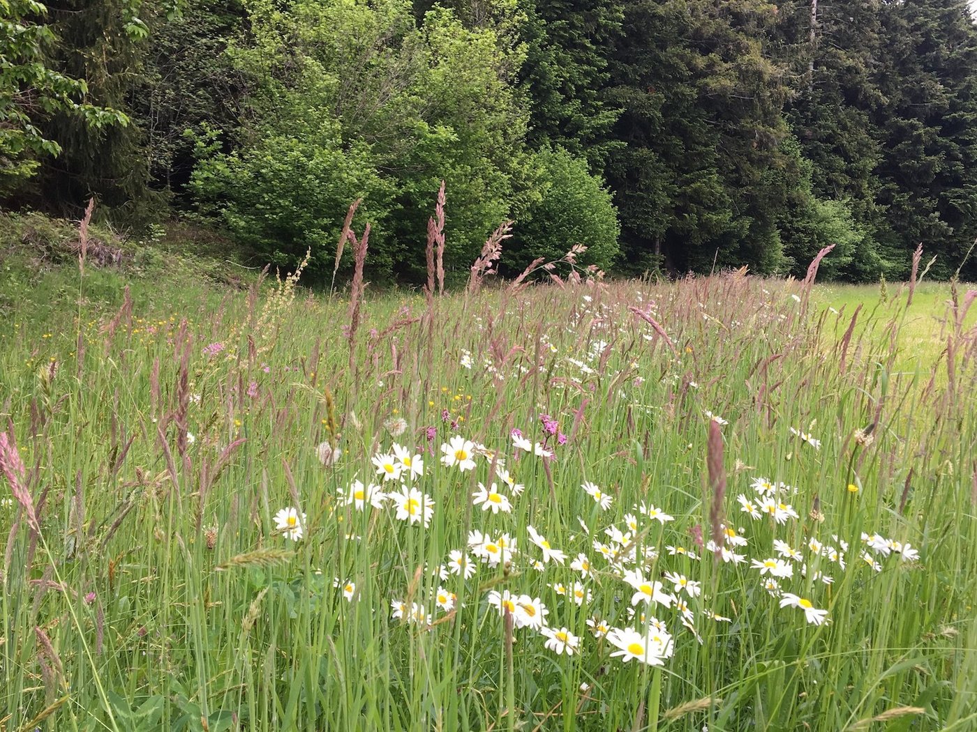 Besonders bei Blumenwiesen mit hoher Qualität besteht noch Potenzial für zusätzliche Ökobeiträge. (Bild js)