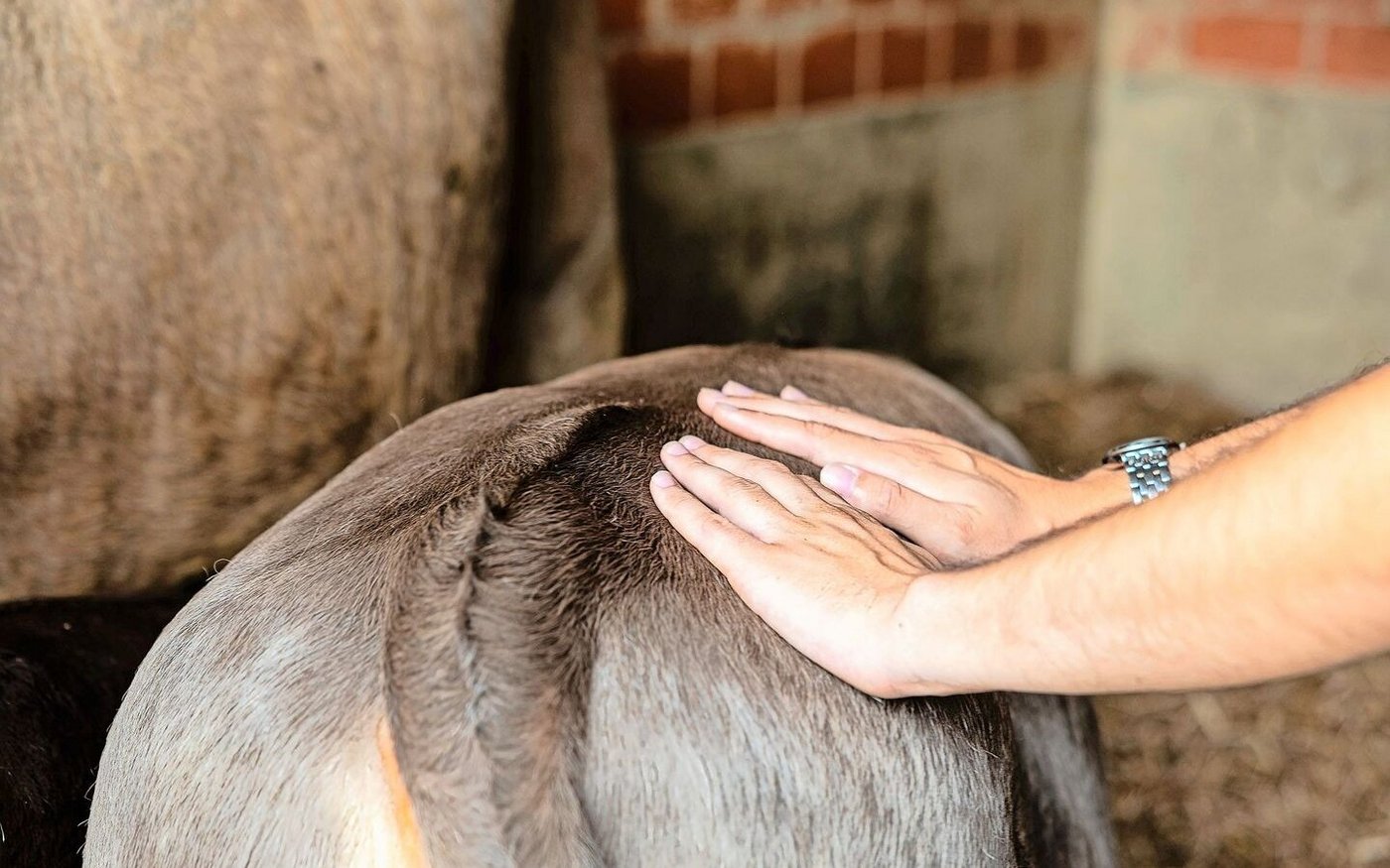 «Morgenthaler und Morgenthaler» ist eine Geschichte, wie sie die Landwirtschaft vielfach schreiben könnte. Denn Tiere berühren nicht nur die Herzen der Bauernfamilien, sondern jene vieler Menschen.