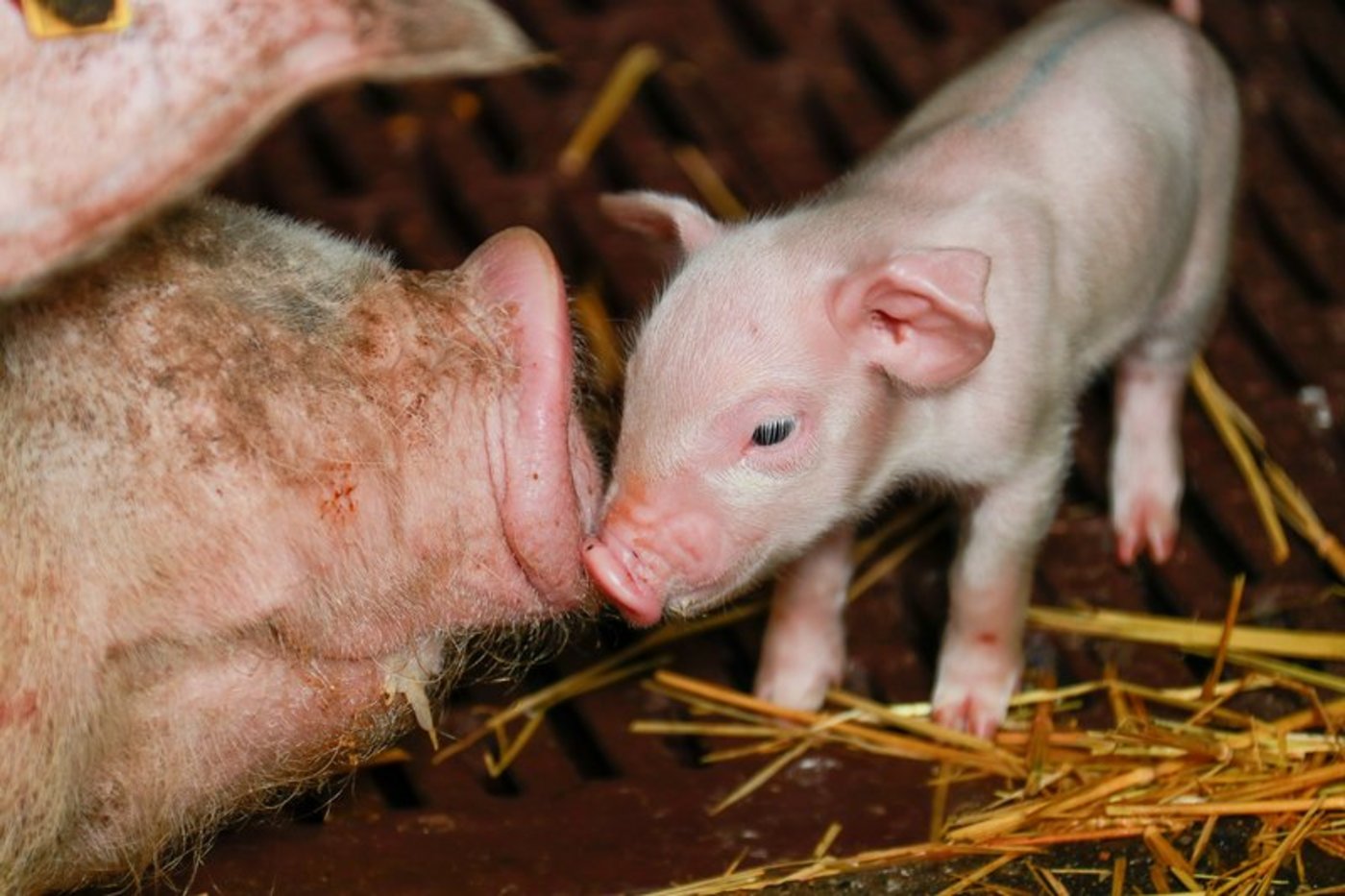 Von derartiger Harmonie ist man in der Schweinebranche weit entfernt: Mit harten Bandagen wird um die Kontrolle von Suisag gekämpft. (Bild Peter Röthlisberger / die grüne)