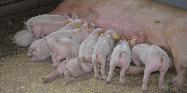 Schweine Plus-Gesundheitsprogramme: Start mit dem Elektronischen Behandlungsjournal. (Bild Aline Küenzi)