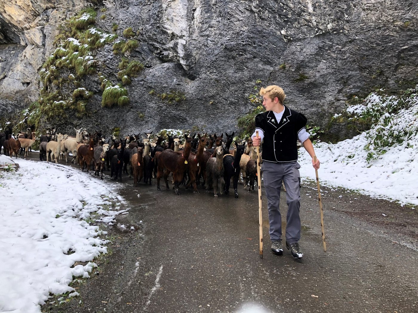 Zügig ziehen die rund 80 Alpakas und Lamas über die steile Strecke zurück ins Tal. (Bilder pd)