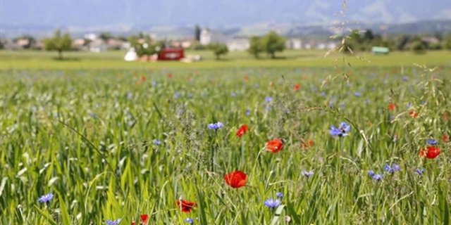 Der Bio-Markt ist gesättigt - wie geht es weiter mit der Bio Offensive Bern? (Bild lid)