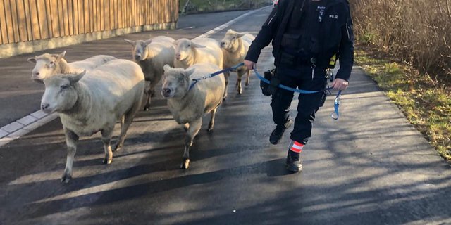 Kurze Geschichte, schönes Bild: Hier werden die augebüxten Schafe wieder auf ihre Weide geführt. (Bild Facebook/ Polizei Adliswil-Langnau am Albis)