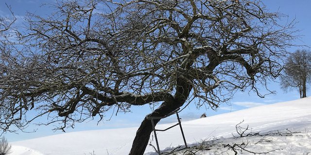 Die «Gyrenbader» ist gegen Quittenblattbräune robust. (Bilder Fructus)