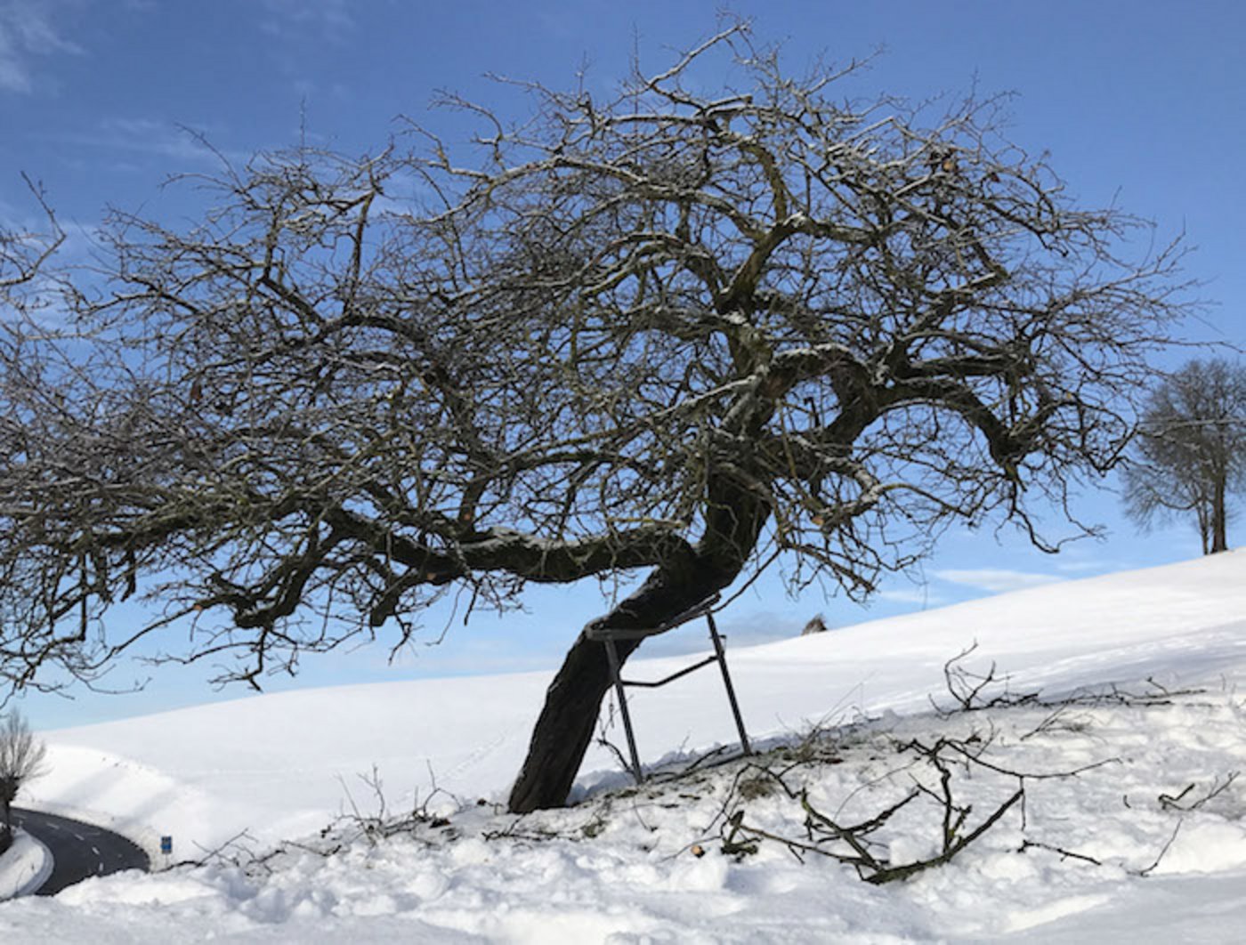Die «Gyrenbader» ist gegen Quittenblattbräune robust. (Bilder Fructus)