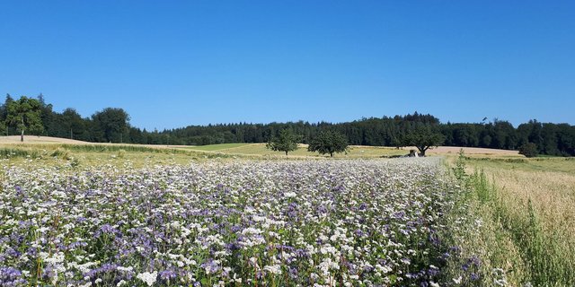Zwar stehen bei «Die Schweiz blüht» Blühstreifen im Fokus, die Website dazu informiert aber auch über andere Massnahmen der Landwirtschaftsbetriebe zur Förderung der Biodiversität. (Bild SBV)