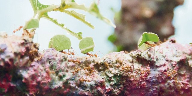 Blattschneider-Ameisen zerteilen mit ihren Mundwerkzeugen die Blätter von Egon Tschols Bäumen in kleine Stücke. In ihrem Bau verfüttern die Ameisen die Pflanzenteile an einen Pilz, der ihnen wiederum als Nahrung dient.