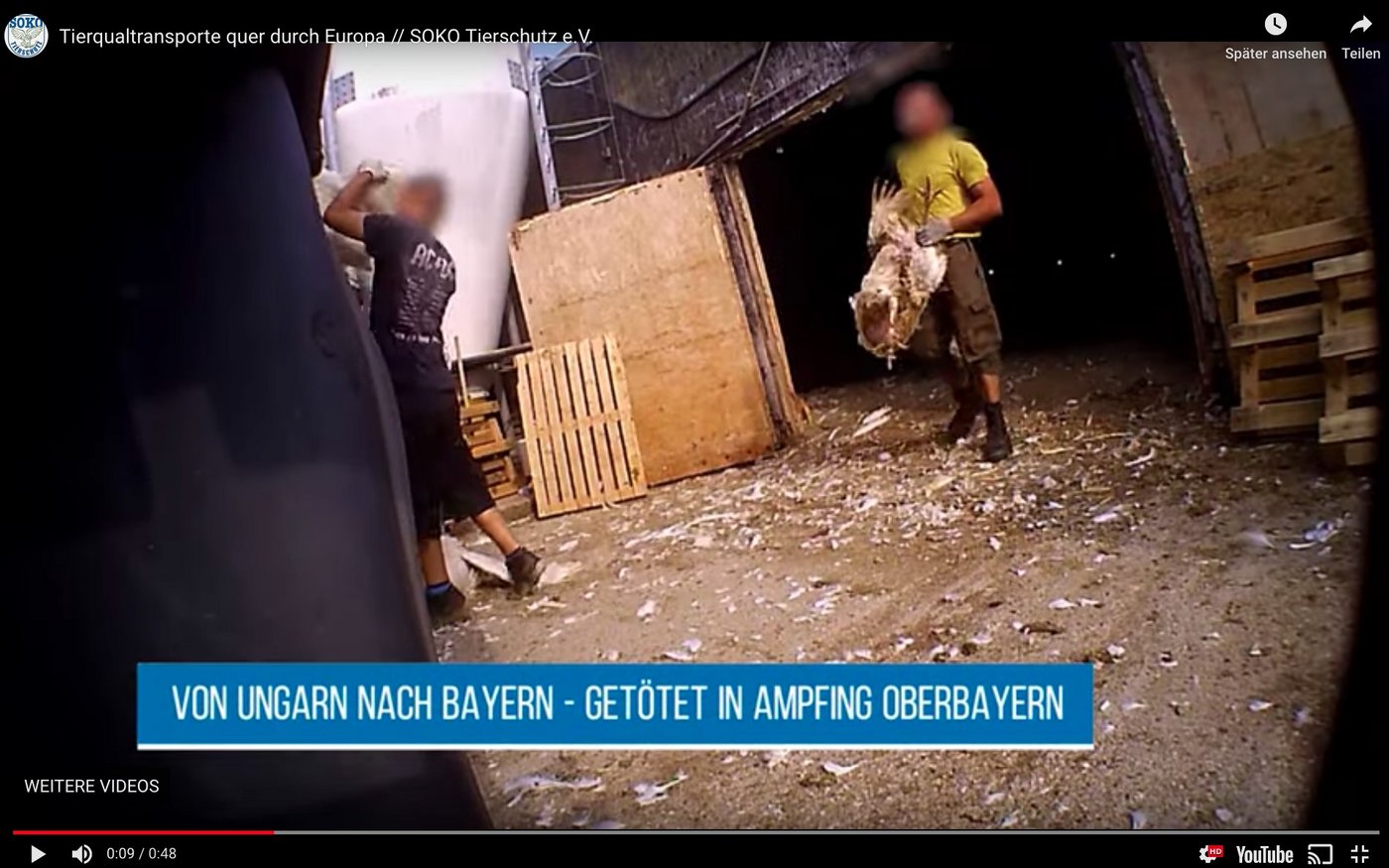 Der Abnehmer Bell hat unangemeldete Kontrollen im ungarischen Betrieb angekündigt. (Bild Screenshot Youtube Soko Tierschutz)