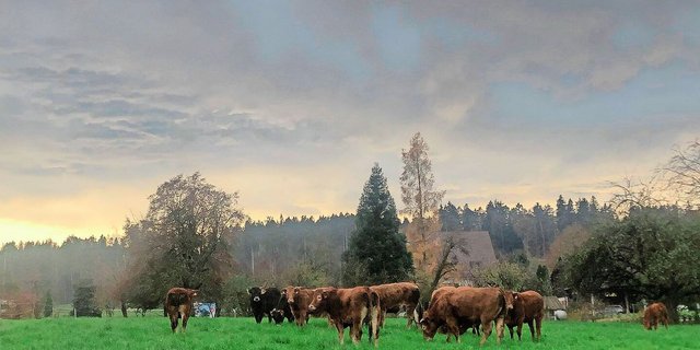 Kühe sind für viele Tierhalterinnen und Tierhalter mehr als bloss Nutztiere. Zwischen Mensch und Kuh entstehen häufig tiefe Beziehungen, die in Erinnerung bleiben.