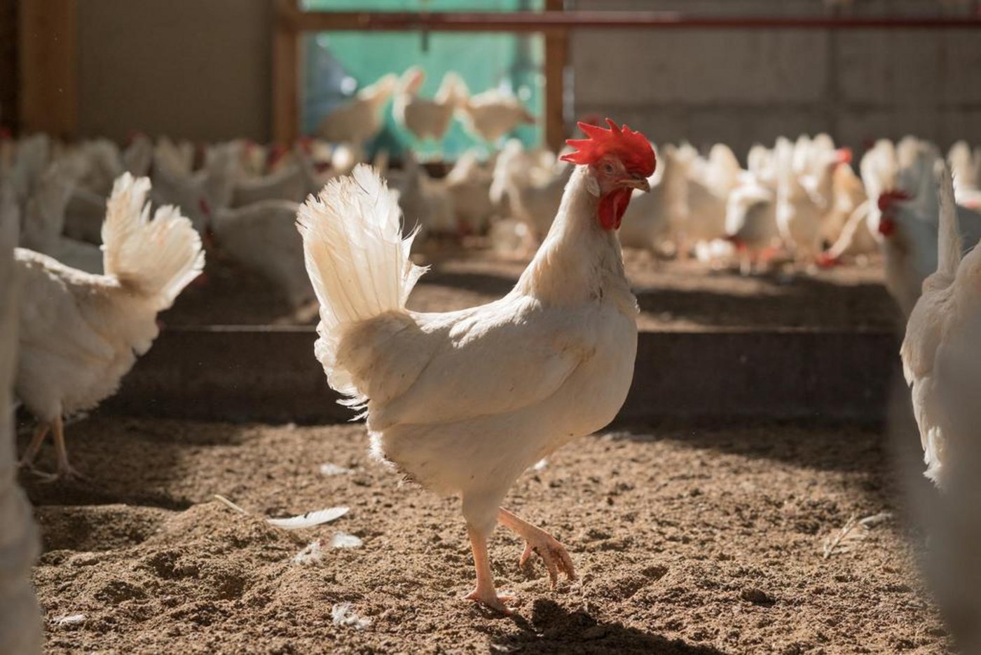 Eine Annahme des direkten Gegenvorschlags hätte vor allem für jene Betriebe Folgen, die bisher nicht nach BTS und RAUS produzieren. (Bild SBV)