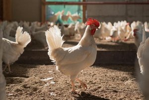 Gegenentwurf zur Massentierhaltungs-Initiative beschlossen: RAUS- und BTS-Pflicht, keine Importregeln Eine Annahme des direkten Gegenvorschlags hätte vor allem für jene Betriebe Folgen, die bisher nicht nach BTS und RAUS produzieren. (Bild SBV)