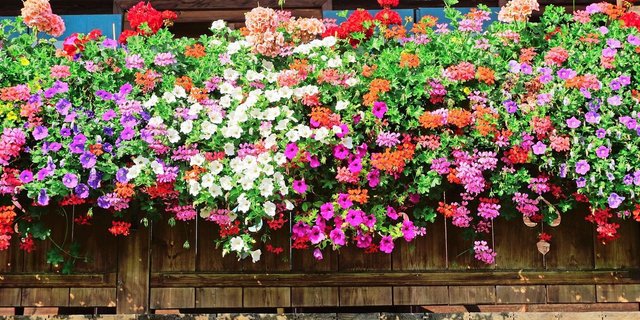 Üppig: Geranien und Petunien zusammen in Balkonkistchen gepflanzt. Neue Sorten eignen sich auch fürs Beet.