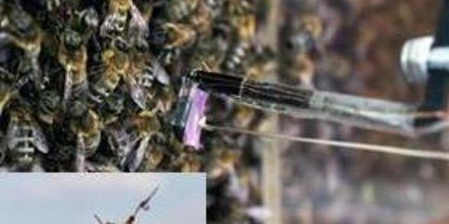 "Roboterbiene" im Einsatz. (Bild FU-Berlin)