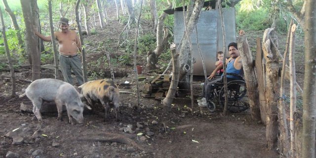 Lässt sich von seiner Behinderung nicht bremsen: Alvaro bei den Schweinen. (Bild Mirka Lötscher)