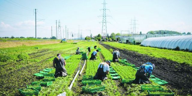 Erntehelfer in der Schweiz haben es im Vergleich zu ihren Kollegen im Ausland gut. Ob sie es aber gut genug haben, darf kritisch hinterfragt werden. (Bild Keystone)