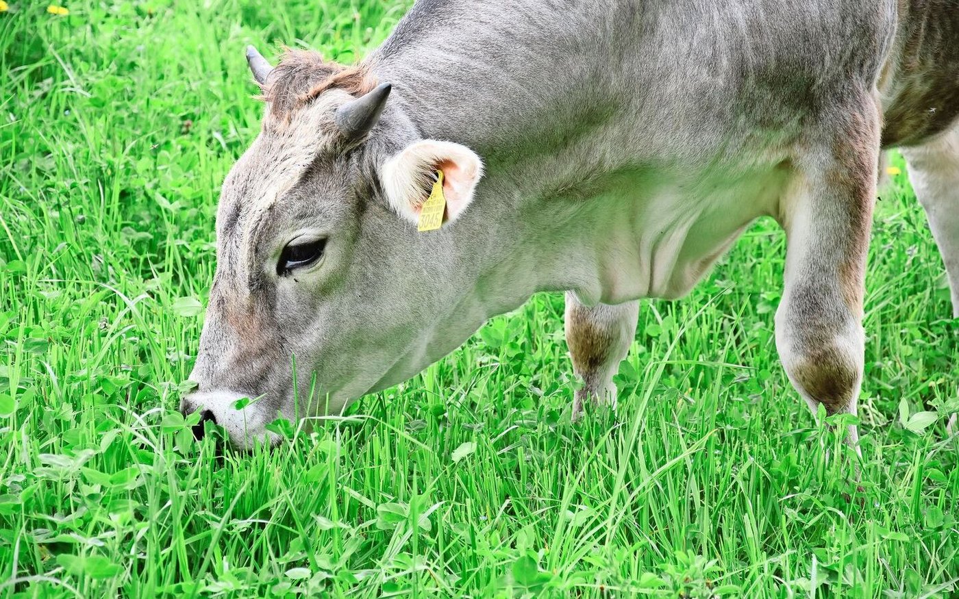 PFAS können durch Boden, Wasser, Futtermittel oder auch Verpackungen in Lebensmittel gelangen. Klärschlamm steht im Verdacht, diffuse Belastungen landwirtschaftlicher Flächen verursacht zu haben.