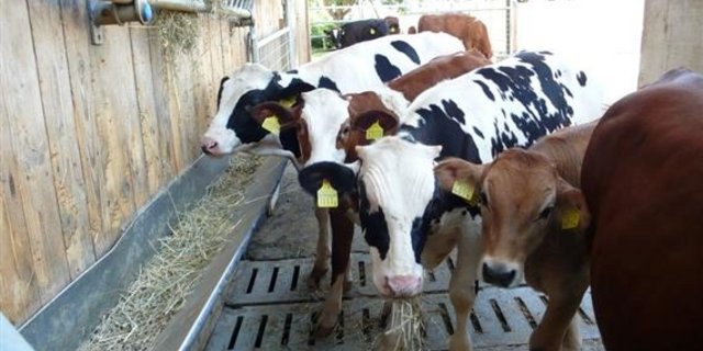 Die Lobag möchte Tränkerauktionen organisieren, damit die Bauern für ihre Kälber einen besseren Preis lösen können als wenn diese im Stall verkauft werden. (Bild zVg)