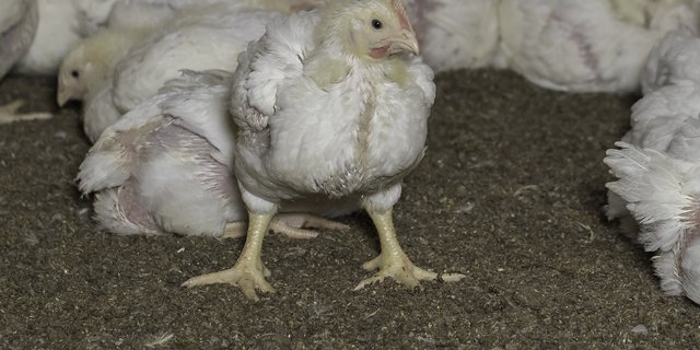 Ethisch fragwürdig: Das ökonomisch genutzte Tier wird in den Augen vieler Menschen als Betriebsmittel, und nicht als emotionales Lebewesen betrachtet. (Bild Peter Roethlisberger)