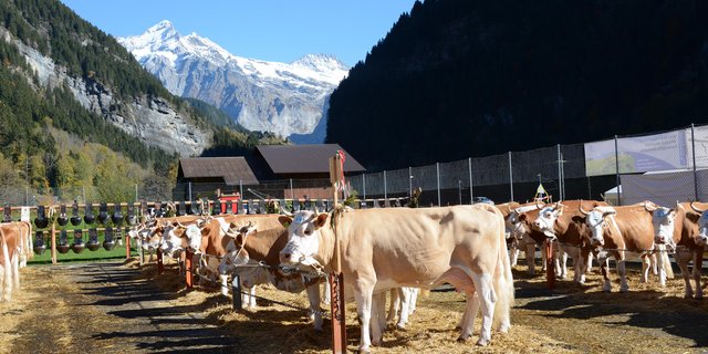 Die Beständeschauen sind von der Kürzung nicht betroffen. Dafür die Auktionen. (Bild sb)