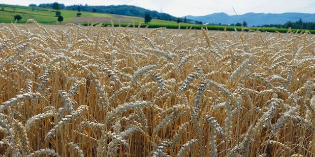 Dieses Jahr ist alles früher. Bald beginnt die Getreideernte. Die Aussichten für eine gute Ernte sind zurzeit gegeben. 