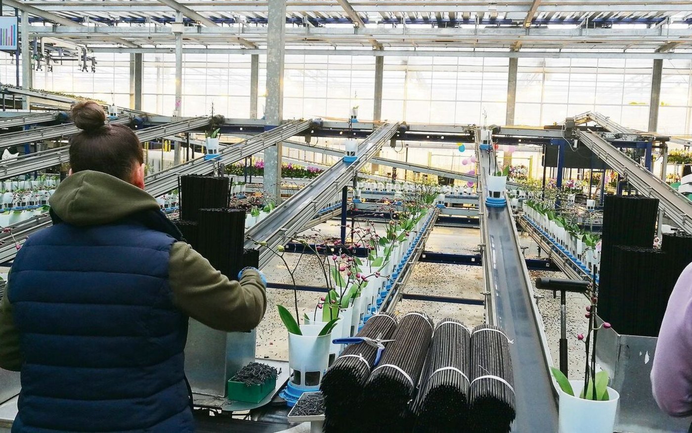 Besuch in den Niederlanden: Vollautomatisch fahren die Orchideen aus dem Gewächshaus zur Station, wo die Äste zur Stabilisation aufgebunden werden. Eine der Tätigkeiten, die noch nicht durch Maschinen oder Computer ersetzt werden konnten.