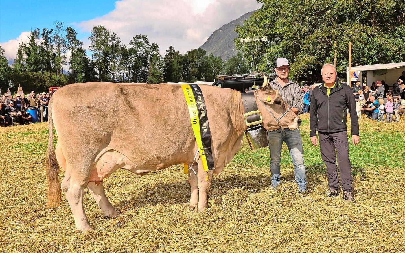 Madeira von Theo und Toni Kempf, Attinghausen, wurde heuer, nach ihrem Vizetitel im Jahr 2021, Tagessiegerin OB-Kühe.