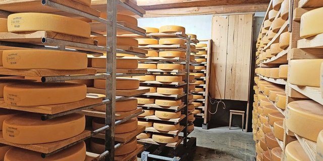 Der Käsekeller füllt sich. Ein grosser Käselaib wiegt bei uns rund 10 Kilogramm.