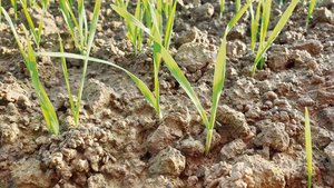 Während Bodenproben Während Bodenproben die Nährstoffvorräte im Untergrund zeigen, geben Blattanalysen Hinweise auf den Versorgungsstatus der Kultur.