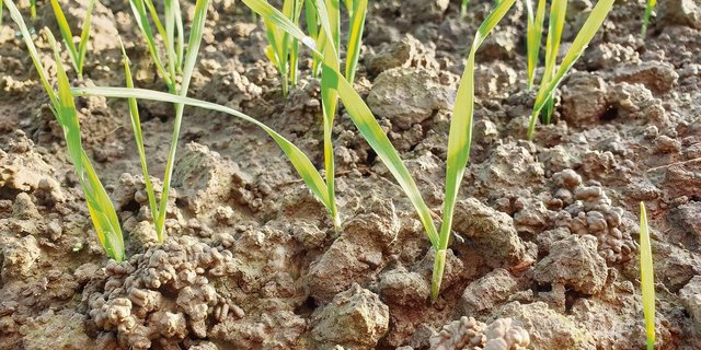 Während Bodenproben die Nährstoffvorräte im Untergrund zeigen, geben Blattanalysen Hinweise auf den Versorgungsstatus der Kultur. 