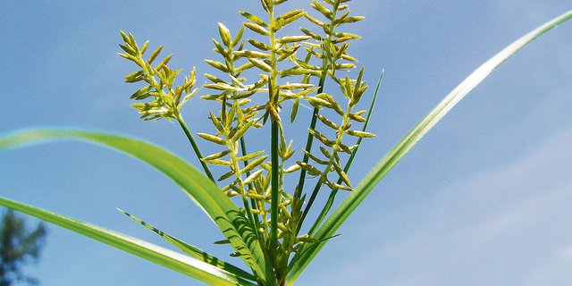 Die Blüte des Grases ist unverkennbar. (Bild Agroscope)